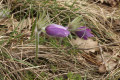 Fleur de mars