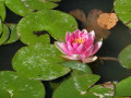 Fleur de Nénuphar