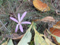 Fleur et champignons sur le chemin