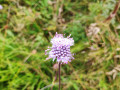 Fleur