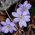 Fleur
