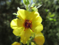 Fleur