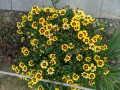 Fleurs &agrave; l'Ecluse de la Ville Lorin