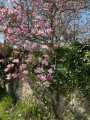 Fleurs Beauchêne
