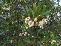 Fleurs d'arbousier