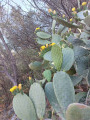 Fleurs de cactus