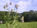 Fleurs de Chardon