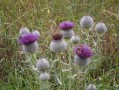 Fleurs de chardons