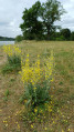 Fleurs de l'Isle.