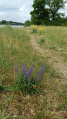Fleurs de l'Isle