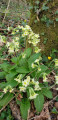 Fleurs des bois