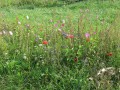 Fleurs des champs