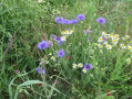 Fleurs des champs Fleurs des champs