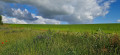Fleurs des champs