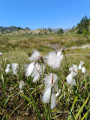 Fleurs du lac de la Jonquère