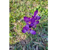 Crocus &agrave; la ferme du Leuzeu