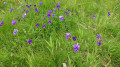 Fleurs pensées des Alpes Fleurs pensées des Alpes