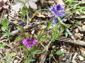 Fleurs sauvages Fleurs sauvages