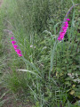 Fleurs sauvages