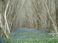 Fleurs sauvages