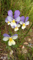 Fleurs sauvages