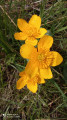 Fleurs sauvages