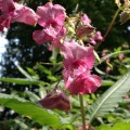 Fleurs sur les rives du Doubs