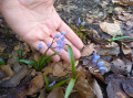 FLEURS