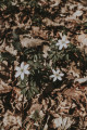 Fleurs