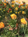 Fleurs