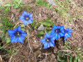 Fleurs