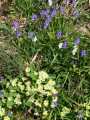 Fleurs