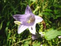 Floraison en été.