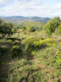 Floraison tardive