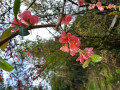 Floraison