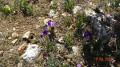 Floraison