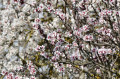 Floraisons...
