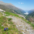 Flore alpine
