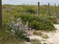 Flore des dunes