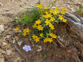 Flore du parcours