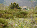 Flore et architecture