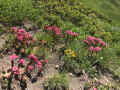 Flore