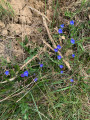 Flore