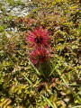 Flower around  Arrowtown