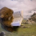 fmarmotte5