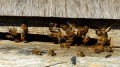 Fontain : Une ruche