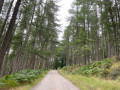 Forest path