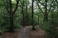 Forest Path