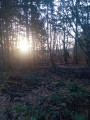 Forêt 1
