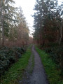 Forêt 2